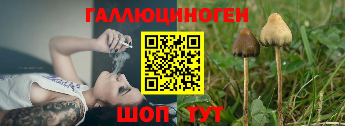 Сосновый Бор  Галлюциногенные грибы Psilocybe  Псилоцибиновые грибы Psilocybine cubensis  Вход с VPN 